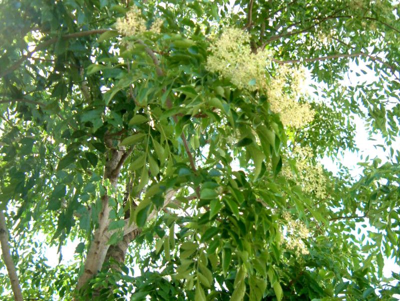 �V�}�g�l���R�i���g�l���R�j
